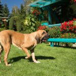fila brasileiro