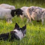 border collie et moutons