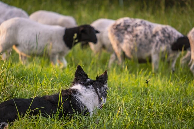 Races de chiens de bergers et bouvier (groupe 1)