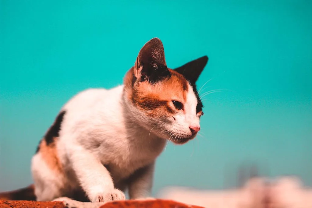 chat tricolore