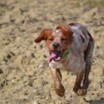 chien d&rsquo;arrêt