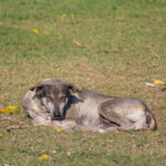 chien sauvage couché