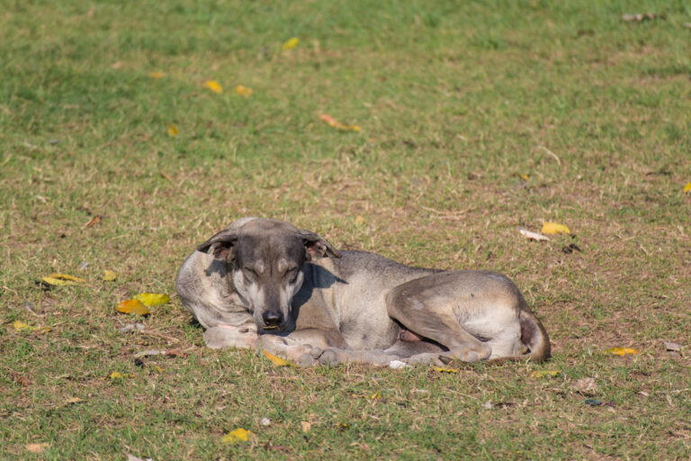 Races de chiens indiens