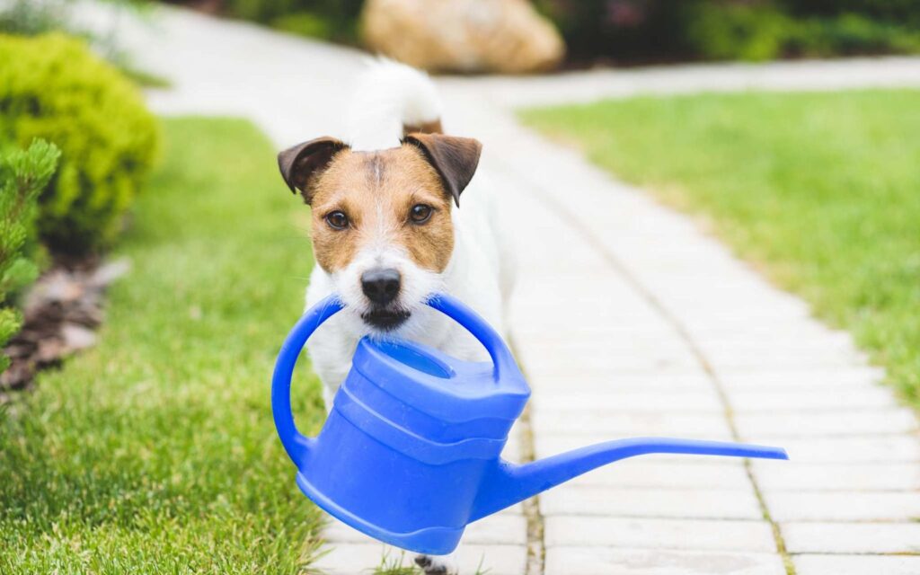 Intoxication aux engrais chez le chien
