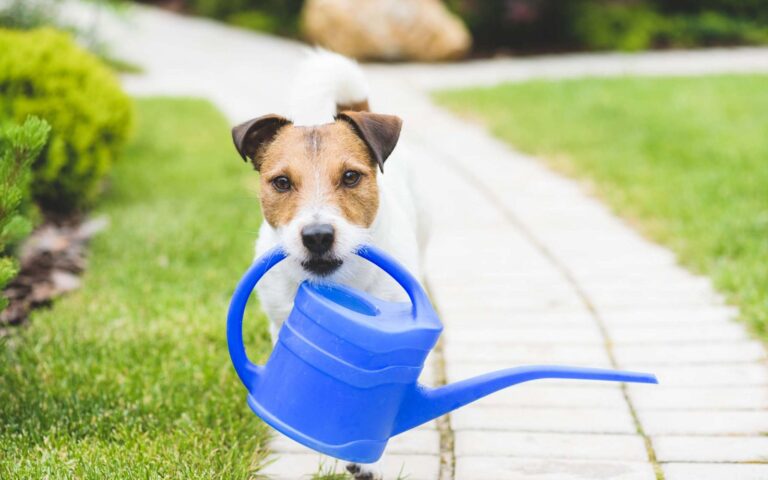Intoxication aux engrais chez le chien