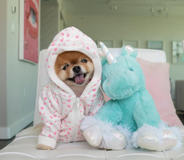 Ces petits chiens stars des réseaux sont aussi les plus faciles à vivre mais ont-ils signé pour devenir influenceurs malgré eux ?