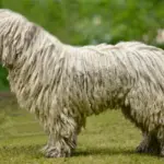 komondor de profil herbe