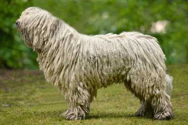 Chien Hongrois