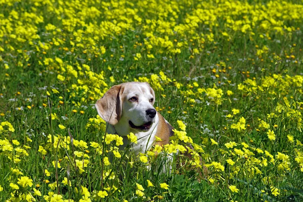 Beagle