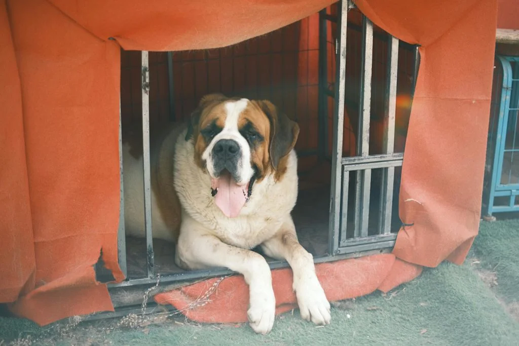 Saint-Bernard