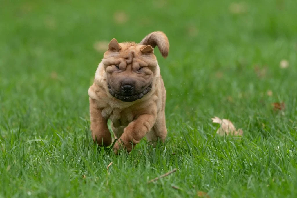 Shar-Pe&iuml; qui court