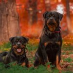 rottweilers