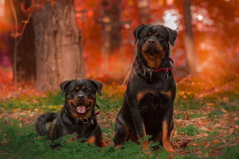 Races de chiens du groupe 2