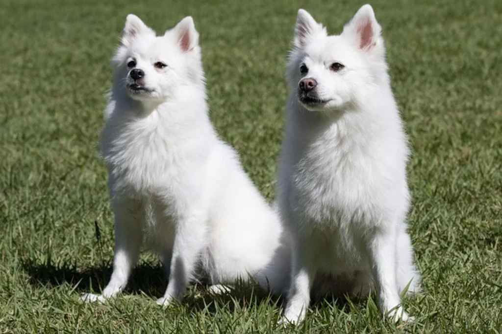 spitz blanc