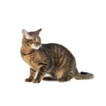 Toyger.jpg