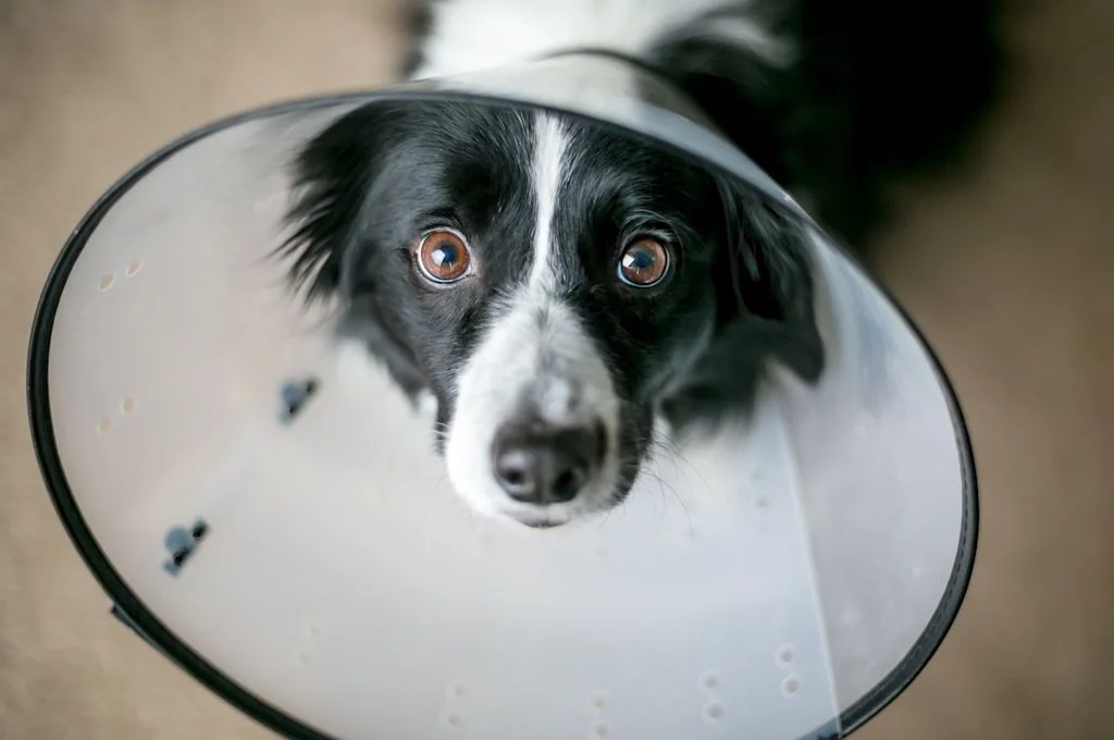 chien collerette