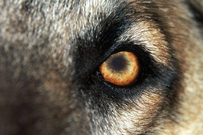 Qu&rsquo;est-ce que la tarsorraphie chez le chien ?