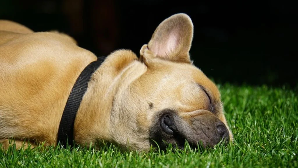 Bouledogue francais