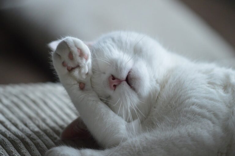 Pourquoi mon chat a-t-il des pellicules ?