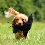 Chien de chasse