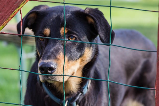 Pourquoi vaut-il mieux adopter un chien que l’acheter ?
