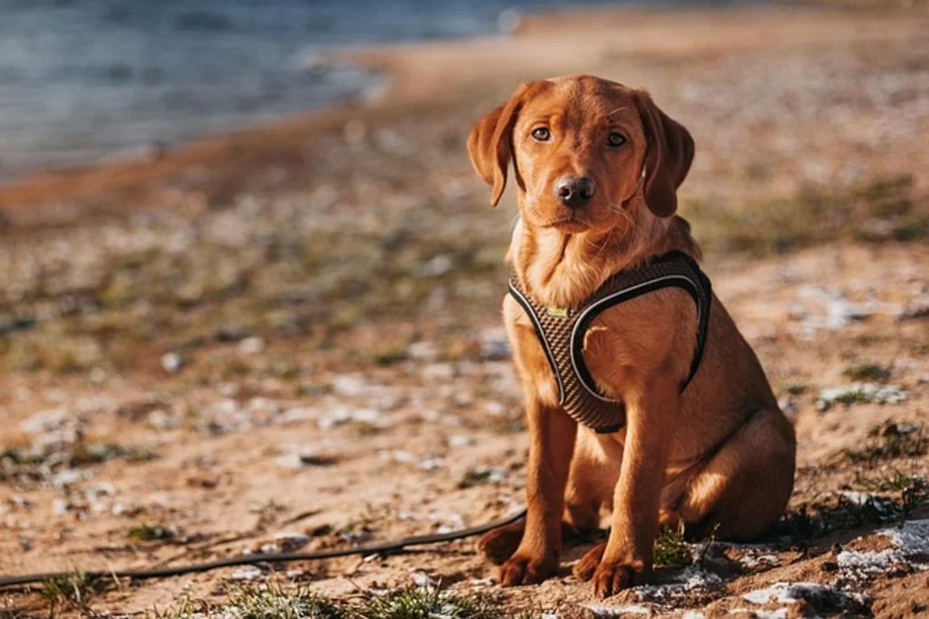 Chiot labrador