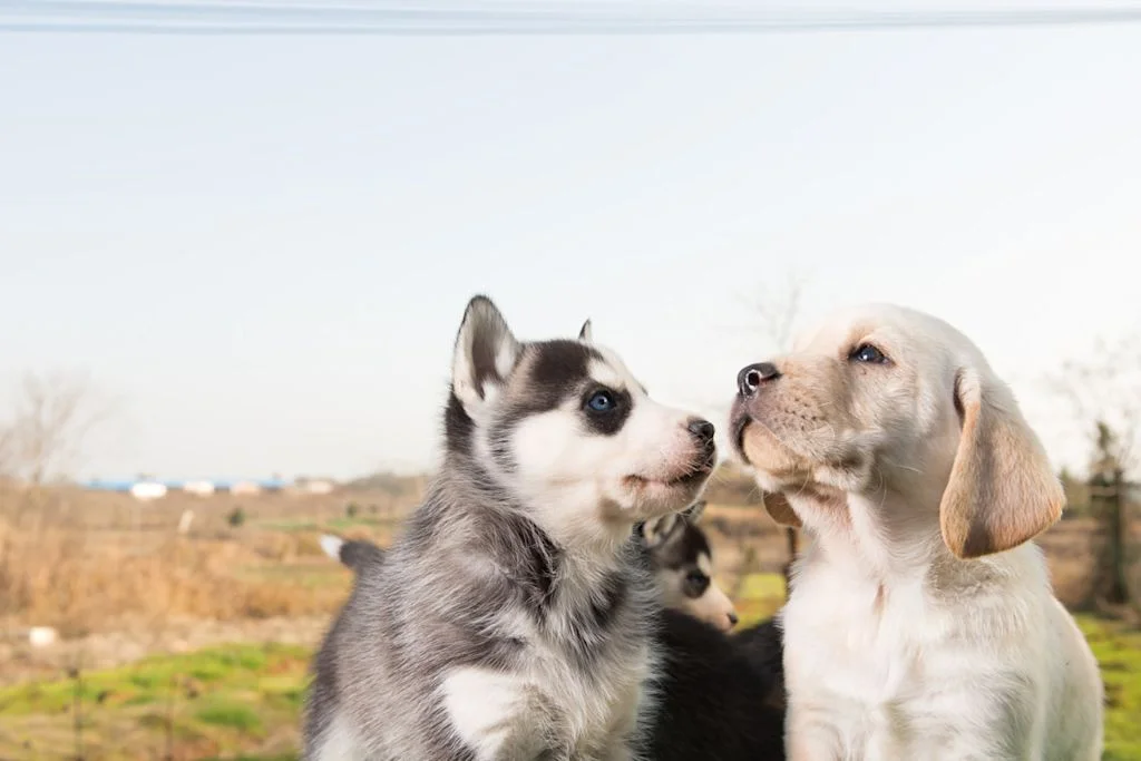 Labrador et Husky