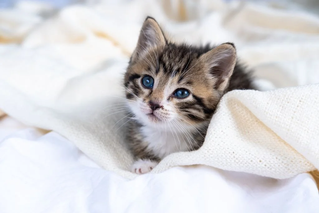 chaton