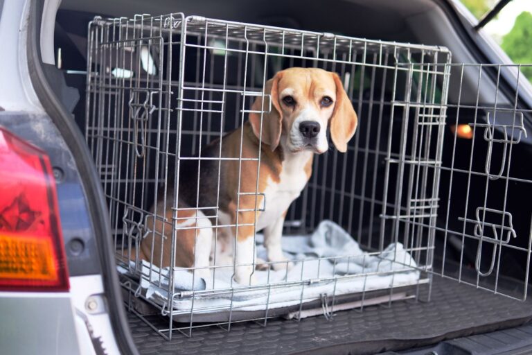 Transporter un chien en voiture : réglementation et sécurité