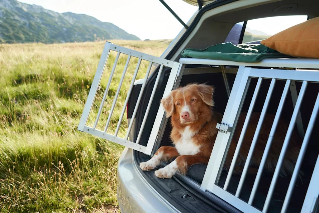 chien dans le coffre