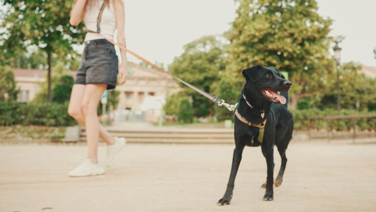 Mon chien fait demi-tour en promenade