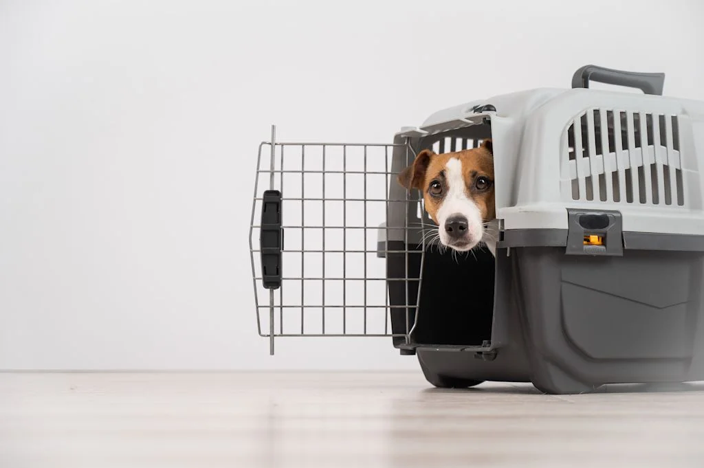 jack russell dans son panier de transport