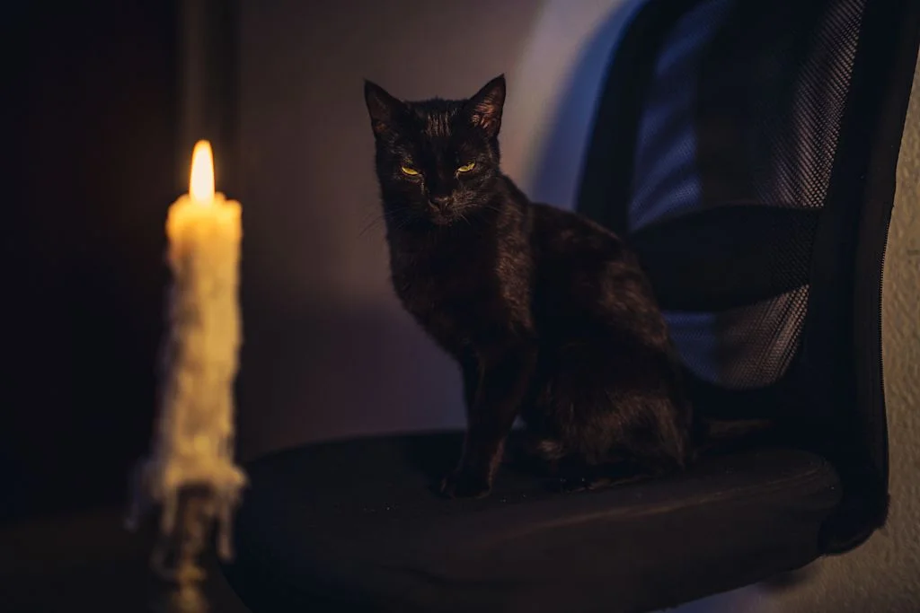 chat noir