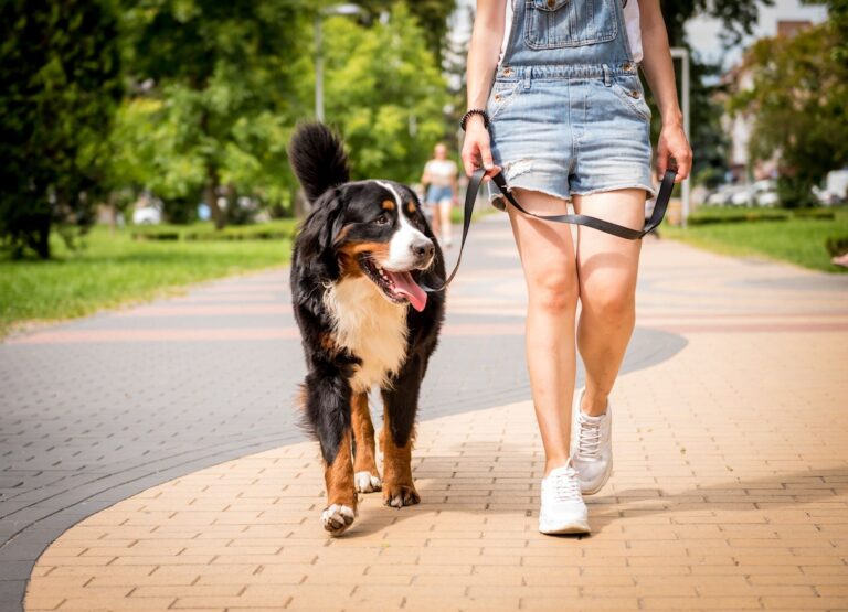 Faut-il promener son chien quand on a un jardin ?