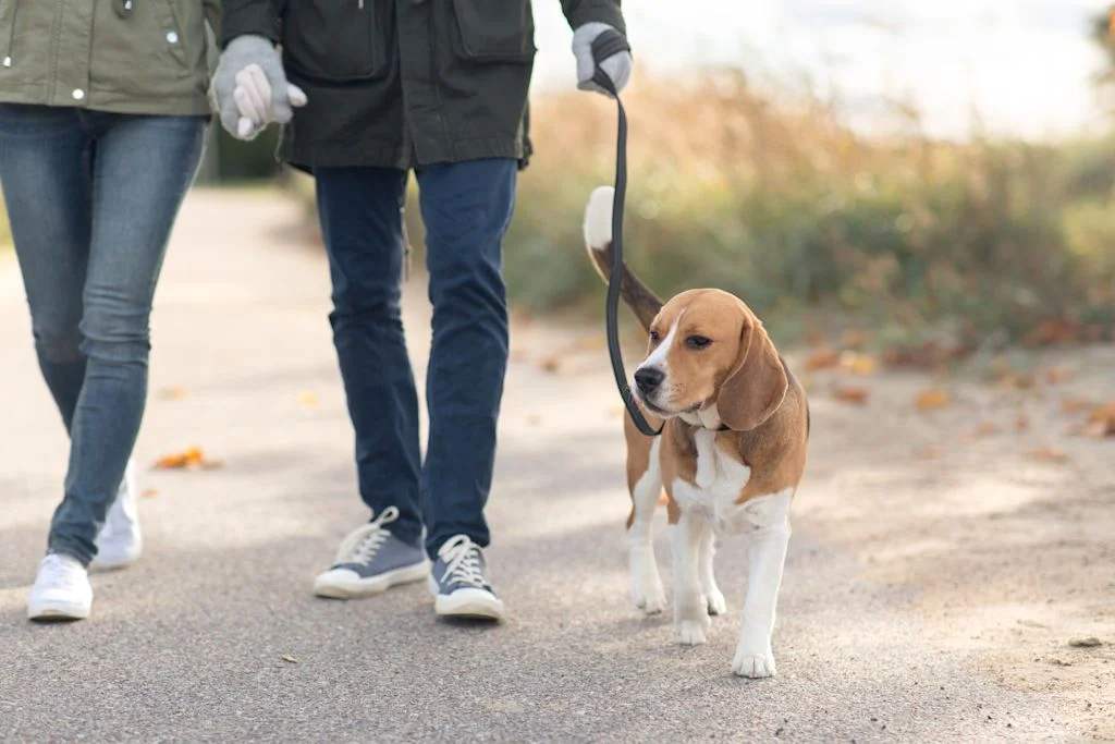 beagle en laisse