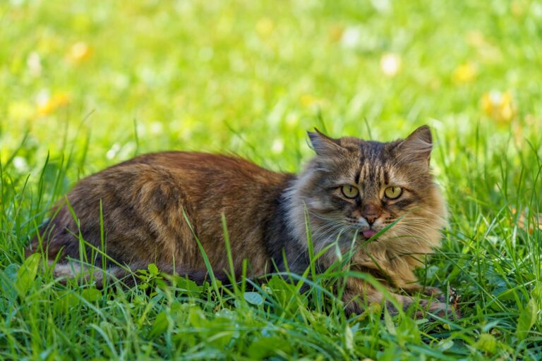 L&rsquo;extraordinaire évolution du chat : des félins préhistoriques au compagnon moderne