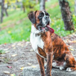 boxer bringé
