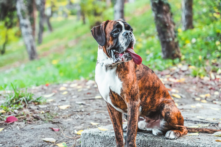 Races de chiens tigrés