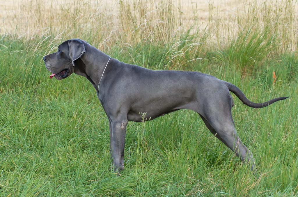 Dogue Allemand