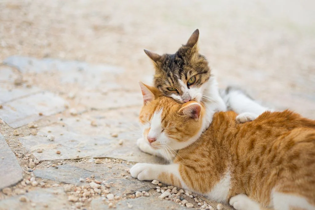 accouplement chat