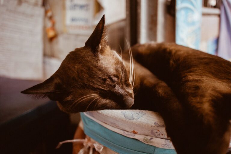 Chlamydiose chez le chat : comment se transmet-elle ?