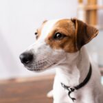 jack russell terrier