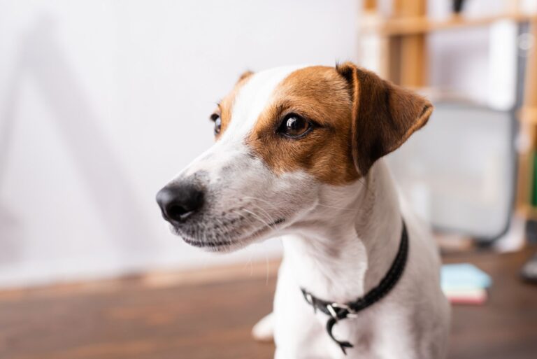 Quelles sont les races de chiens qui aboient beaucoup ?