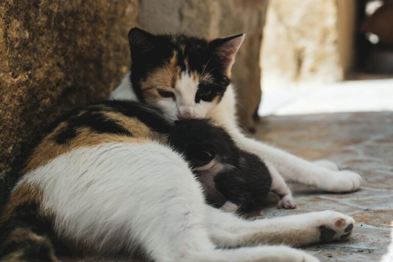 Que faut-il savoir sur la reproduction du chat ?
