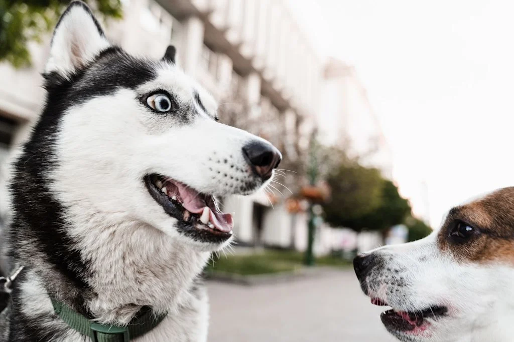 chiens qui aboient