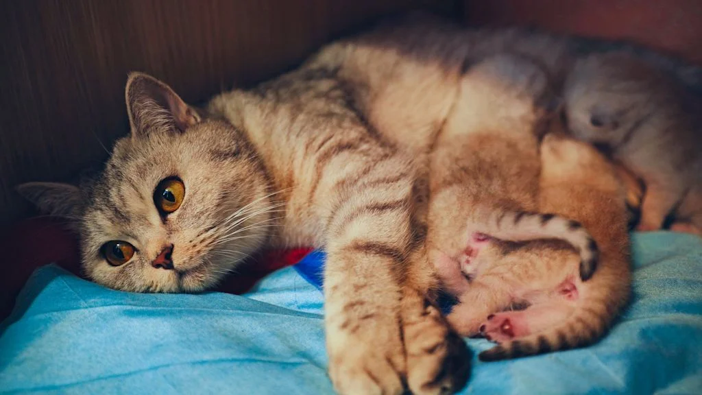 Gestation chat