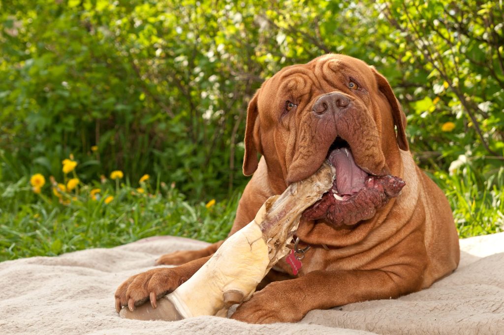 Dogue de Bordeaux