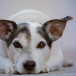 Chien qui vit longtemps