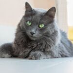 nebelung