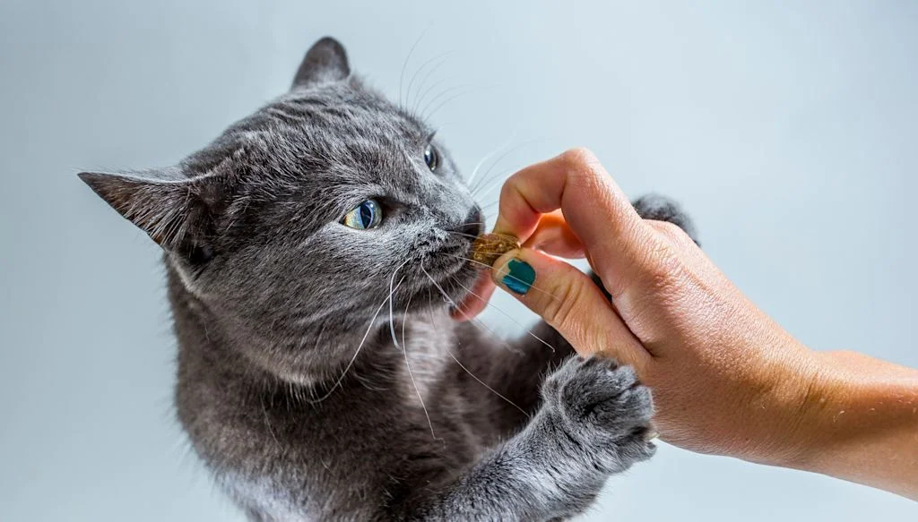 chat et friandise